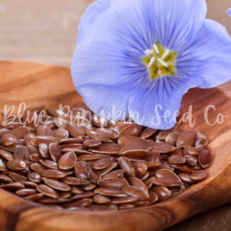 A wooden bowl of Flaxseed with a Flax flower beside it.