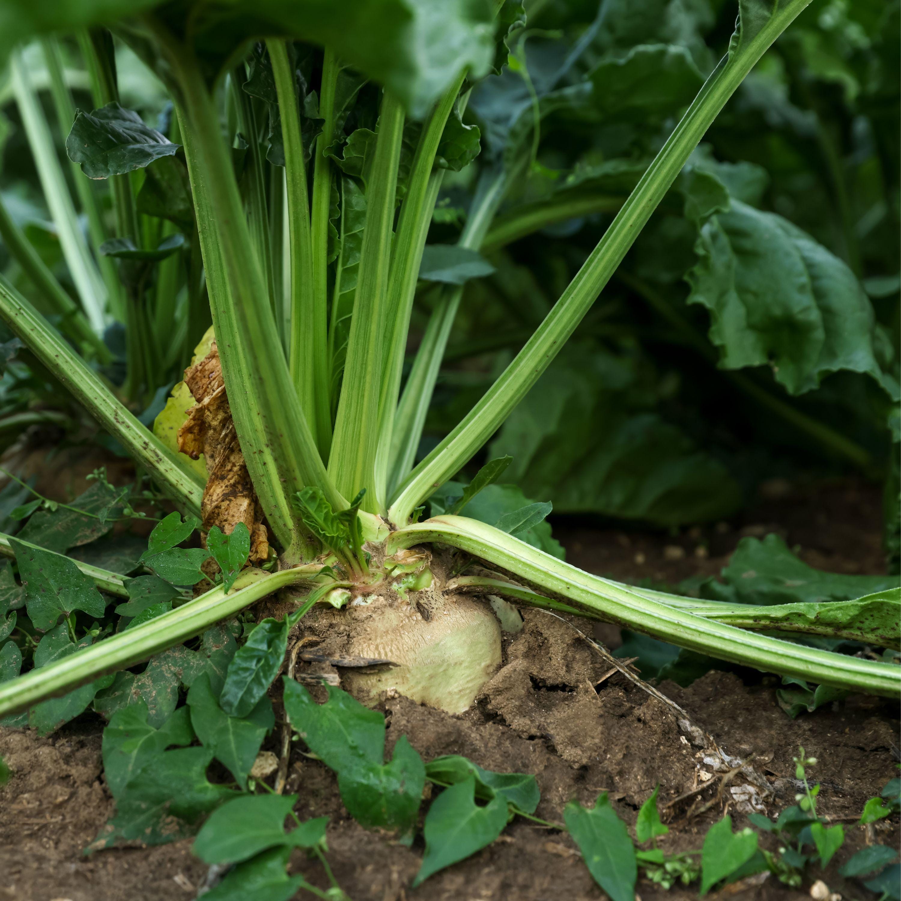 White Albino Beet Seeds: Grow Rare White Beet With a Subtle Sweet ...