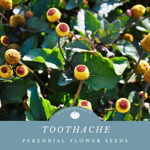 May include: Close-up of a plant with yellow and brown flower buds. The plant is called "Toothache" and is a perennial flower seed. The text "Blue Pumpkin Seed Co." is in a circle with a pumpkin icon.