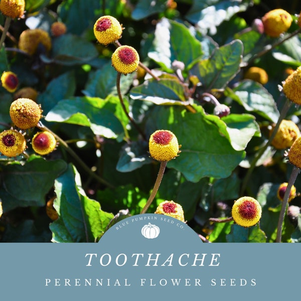 Toothache plant seeds: jambu, electric daisy, paracress, eyeball plant, buzz button, ancient Peruvian flower, perennial, herb, medicinal