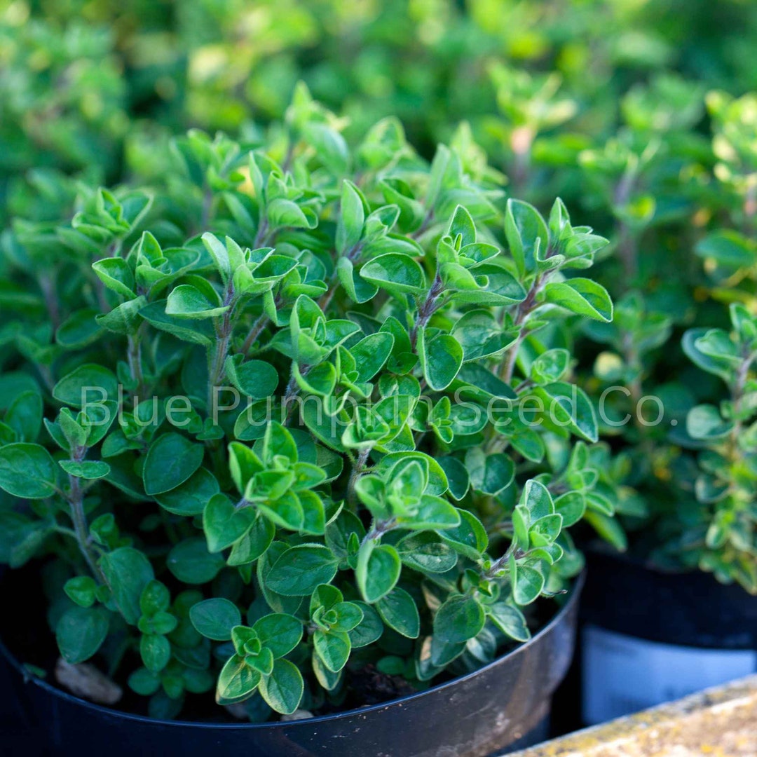 Greek Oregano perennial / OP / Seeds Origanum Vulgare Etsy