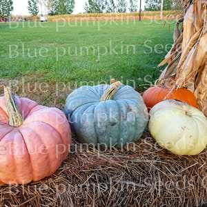 The original Tri-color seed mix (pink,blue,white) (all F1/c.spp, c.moschata, c.pepo): porcelain doll, blue doll, casper pumpkin, seed mix