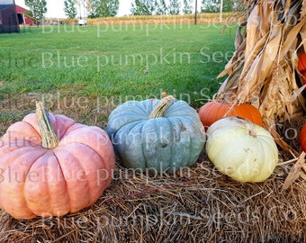 The original Tri-color seed mix (pink,blue,white) (all F1/c.spp, c.moschata, c.pepo): porcelain doll, blue doll, casper pumpkin, seed mix