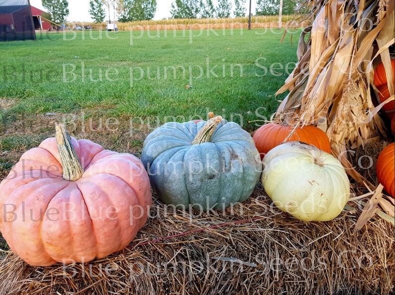 A Porcelain Doll, a Blue Doll, and a Casper pumpkin on a bail of hay.