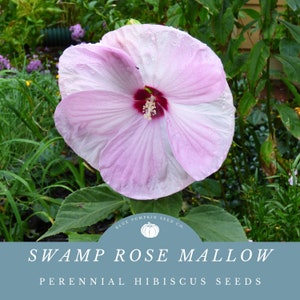 Swamp Rose Mallow (Perennial): Swamp Rose, Swamp Mallow, Hibiscus Moschetos, Swamp hibiscus, perennial flower seeds
