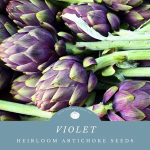 Violet Artichoke seed: Purple artichoke, purple Italian globe, Romanga artichoke, Violetto, Violet de Provence artichoke, vegetable seeds