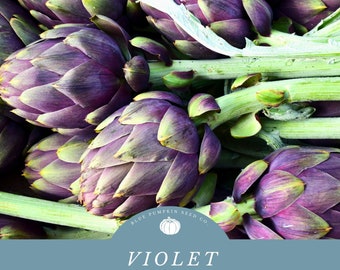 Violet Artichoke seed: Purple artichoke, purple Italian globe, Romanga artichoke, Violetto, Violet de Provence artichoke, vegetable seeds