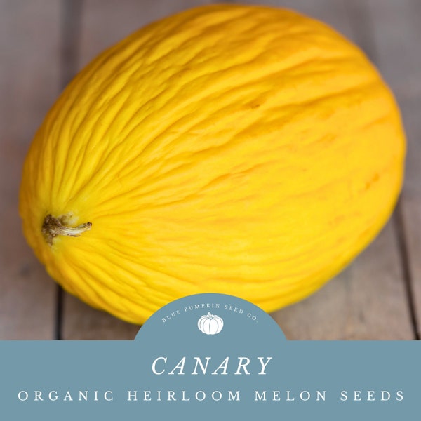 Organic Canary Melon Seeds for Growing Sweet and Exquisite Melons - Perfect for Fruit Salads and Smoothies!