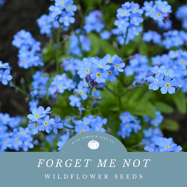 Me Not Memorial Seeds Etsy