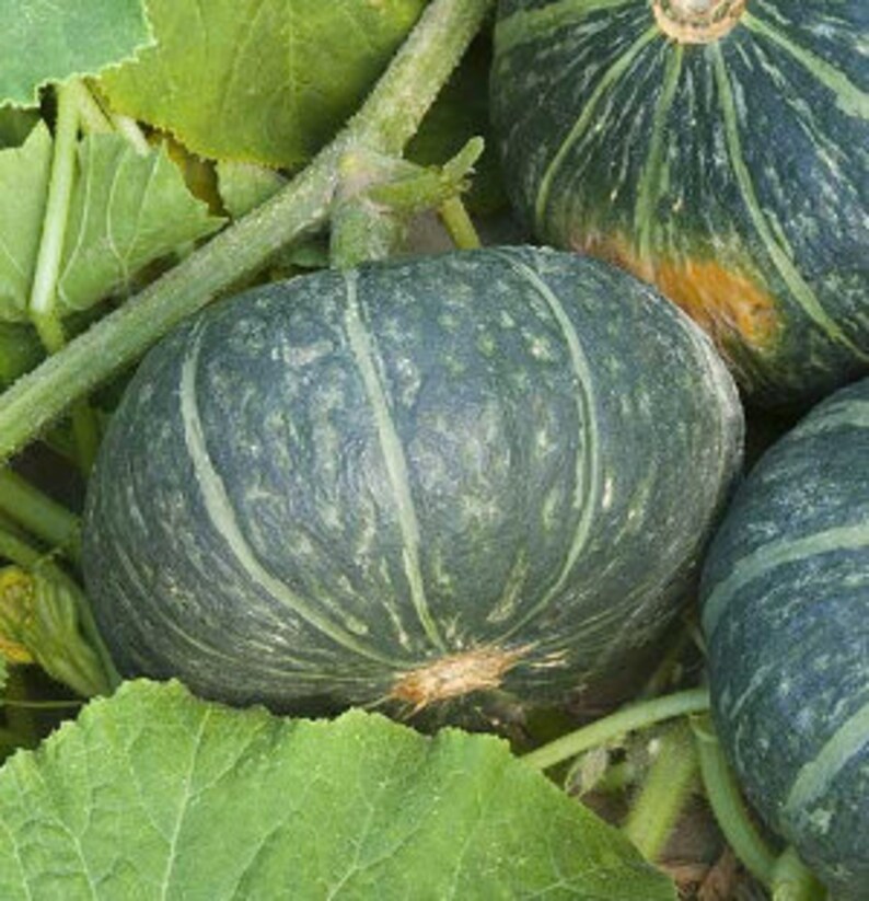 Kabocha Squash Lg Japanese pumpkin tempura pumpkin winter Etsy