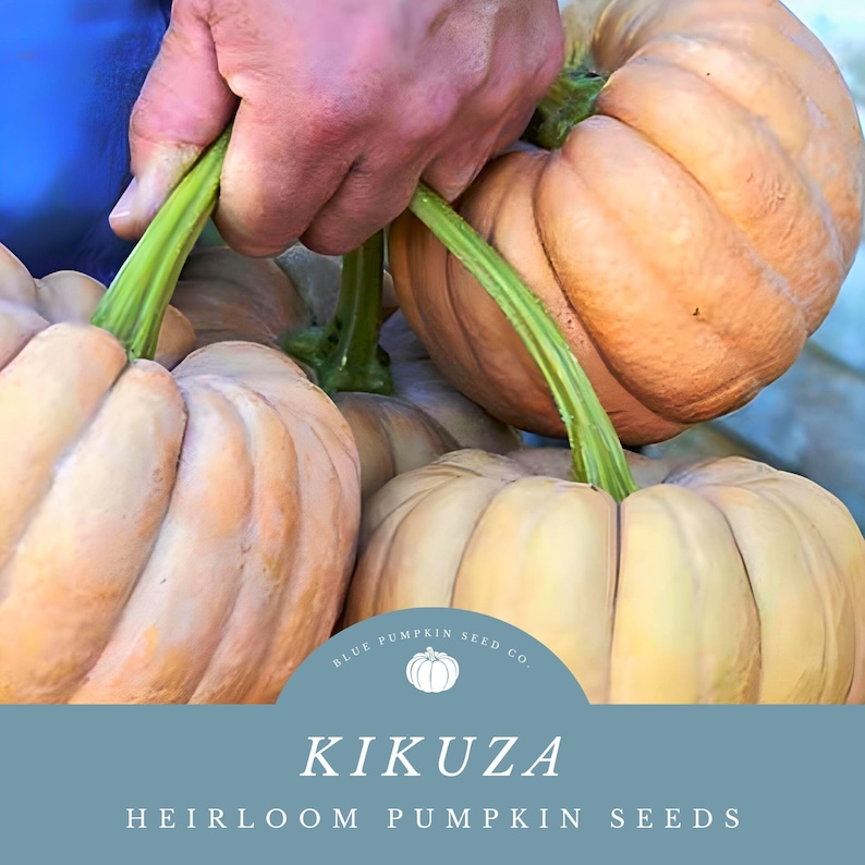 Blue Pumpkin Seed Co. Kikuza Pumpkin Seeds - Thumbnail 2