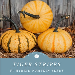 May include: Three striped pumpkins, one with green stripes and two with orange stripes, stacked on top of each other. The pumpkins are sitting on a bed of straw. The text "Tiger Stripes F1 Hybrid Pumpkin Seeds" is displayed on a blue background.