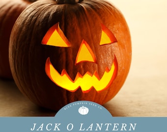 Könnte beinhalten: Ein geschnitzter Jack-o'-Lantern-Kürbis mit einer brennenden Kerze im Inneren. Der Kürbis ist orange und hat ein traditionelles Jack-o'-Lantern-Gesicht, das hineingeschnitzt ist. Der Text "BLUE PUMPKIN SEED CO." befindet sich auf einem blauen runden Aufkleber auf dem Kürbis. Der Text "JACK O LANTERN HEIRLOOM PUMPKIN SEEDS" befindet sich auf einem blauen Banner unter dem Kürbis.