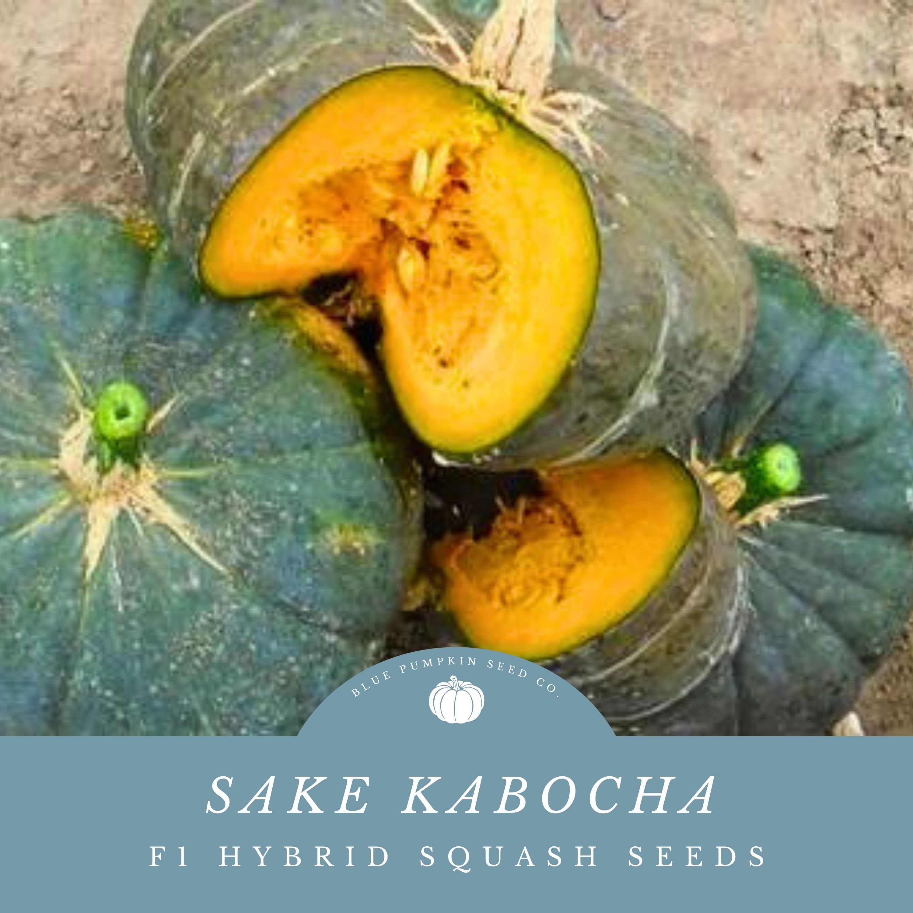 Sake F1 Hybrid Kabocha Winter Squash Seeds: Unbeatable Sweetness and ...