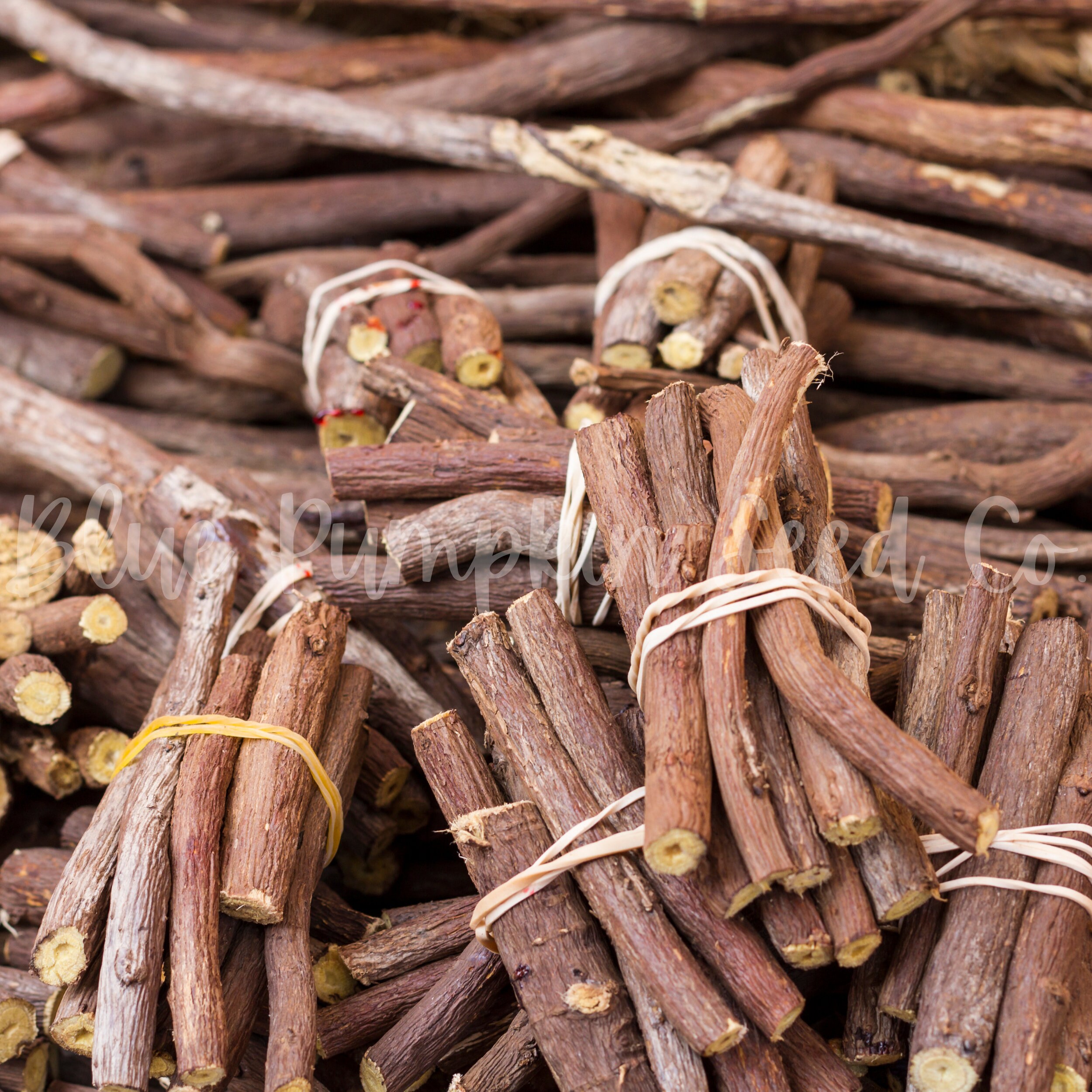 Licorice seed Licorice plant liquorice plant silver bush Etsy