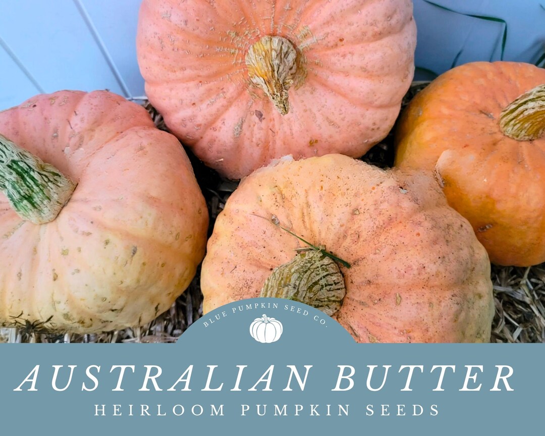 Australian Butter Pumpkin Organic Heirloom Seeds Australian Heirloom