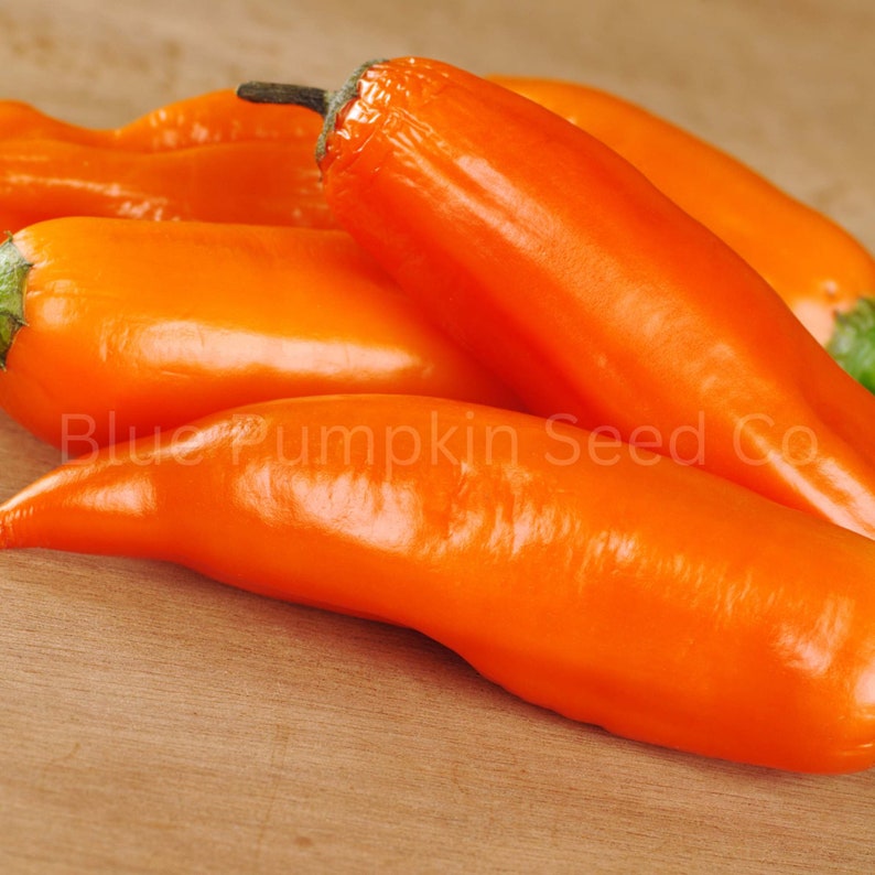 Peruvian Aji Amarillo Chili Seeds organic Aji Amarillo Etsy