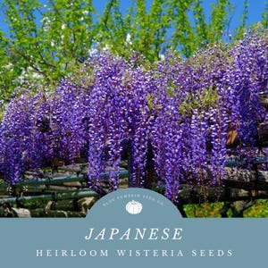 Wisteria Seed Pods - Etsy