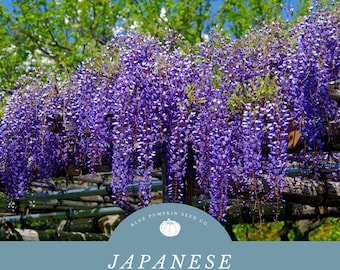 Japanese Wisteria Seeds: Grow Fragrant Japanese Wisteria Trees Loaded with Clusters of Stunning Purple Cascading Blooms!