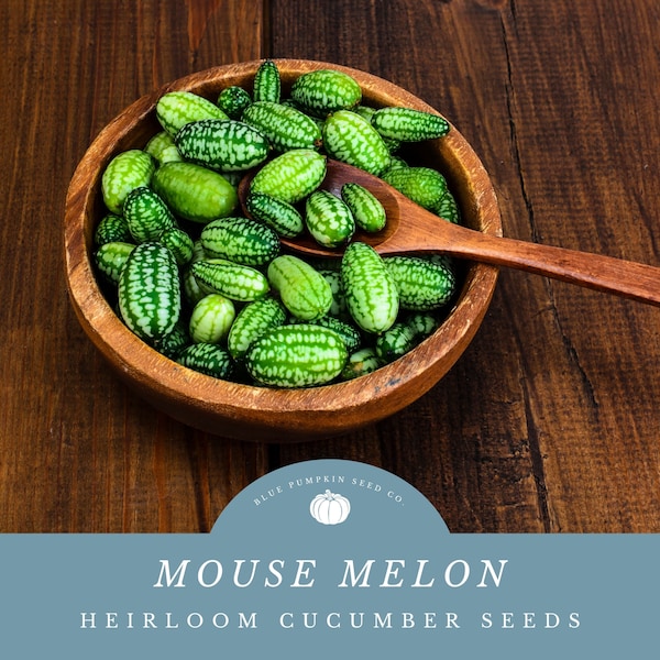 Mouse Melon seeds: Melothria scabra, cucamelon, Mexican sour gherkin, sandíita , sandia de raton, watermelon cucumber, pepquinos, melon seed