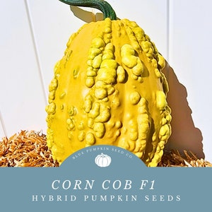 May include: A yellow, bumpy, gourd-shaped pumpkin with the text "CORN COB F1 HYBRID PUMPKIN SEEDS" and a logo for Blue Pumpkin Seed Co.