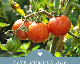 Pink Bumble Bee tomato (heirloom/indetermiante/organic): Pink Bumble Bee artisan tomato seeds, red and gold striped omato, snacking tomatoes