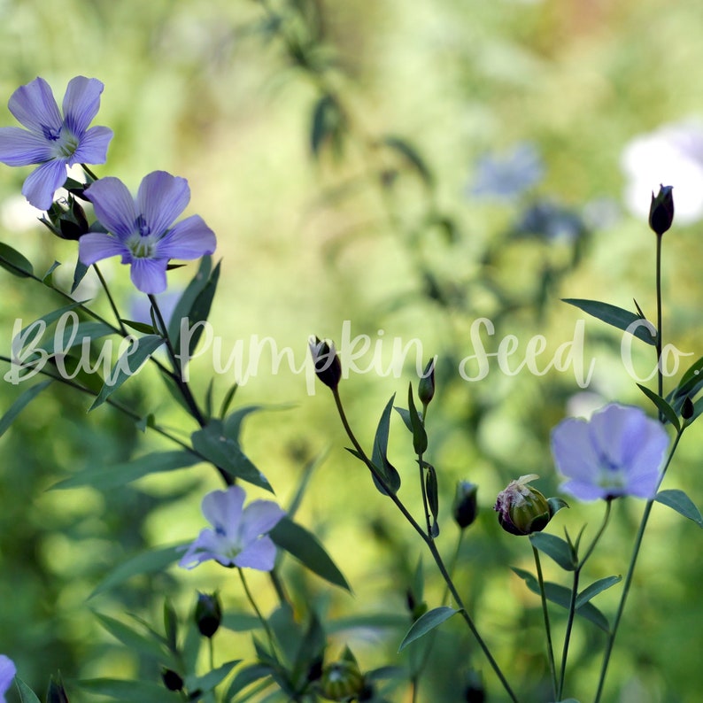 A healthy Flax plant in a shaded area.