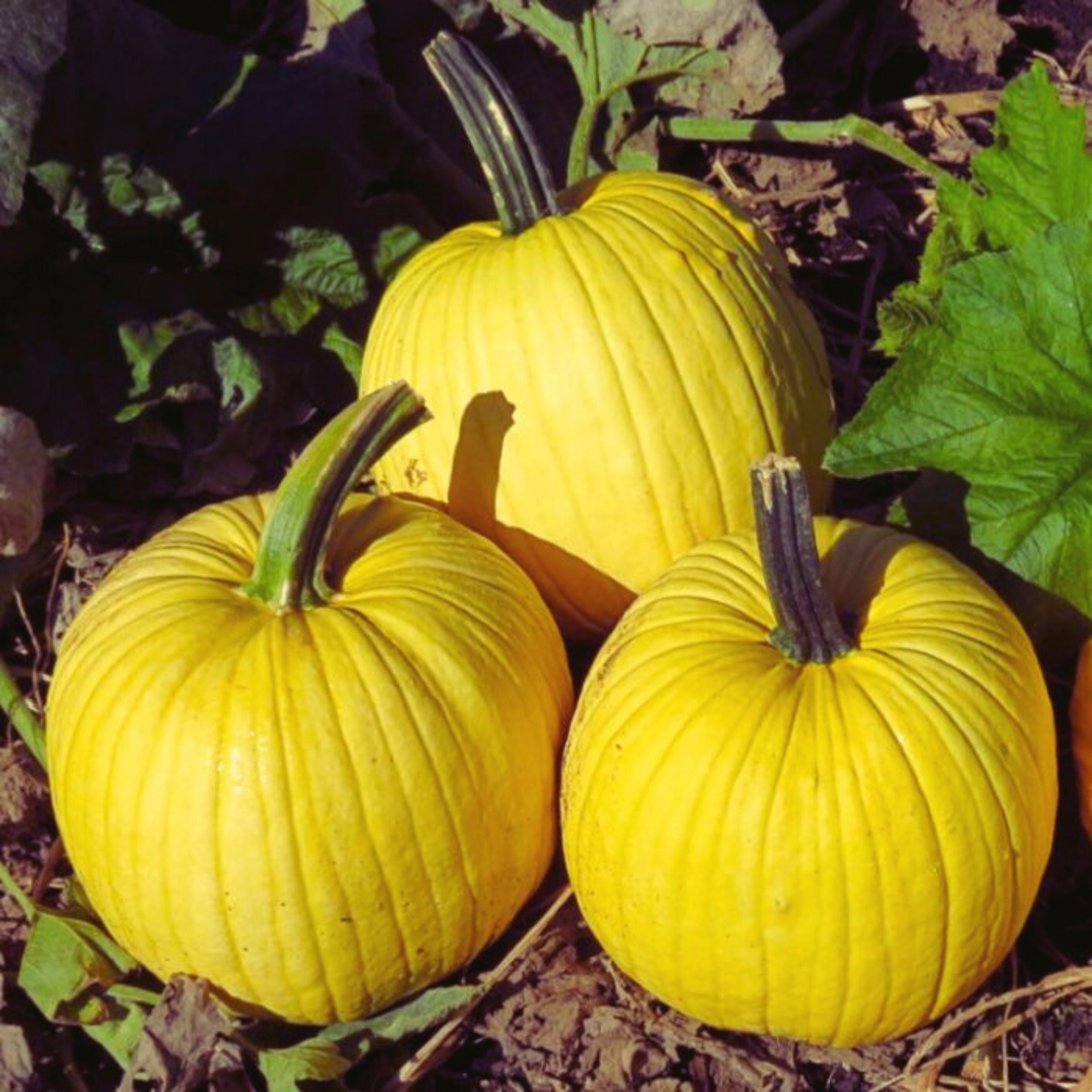 Mellow Yellow F1 hybrid pumpkin seeds Yellow pumpkins Etsy
