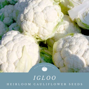 May include: Close-up of several white cauliflower heads. The cauliflower is arranged in a pile, with the florets visible. The text "IGLOO HEIRLOOM CAULIFLOWER SEEDS" is displayed on a blue background with a logo of a pumpkin and the text "BLUE PUMPKIN SEED CO."