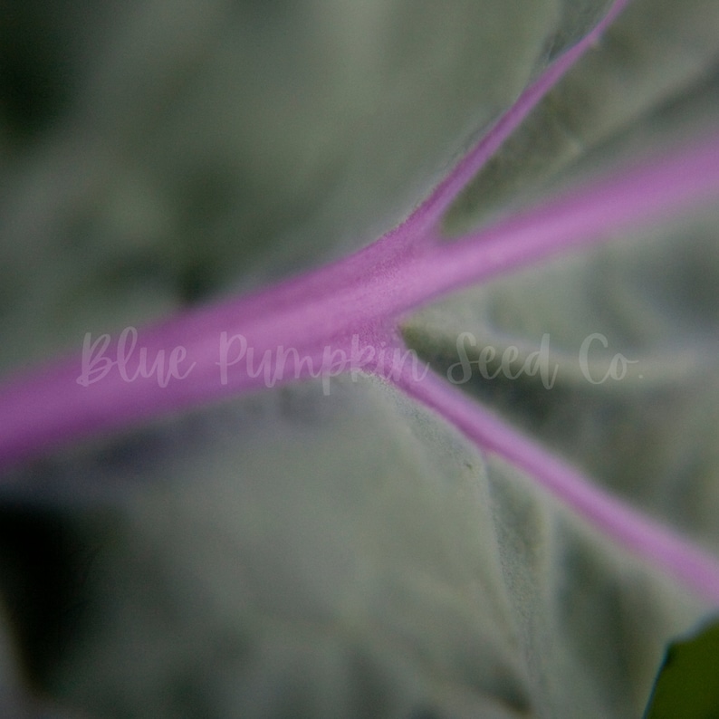 Close-up of a Red Russian kale leaf's dark purple veins.