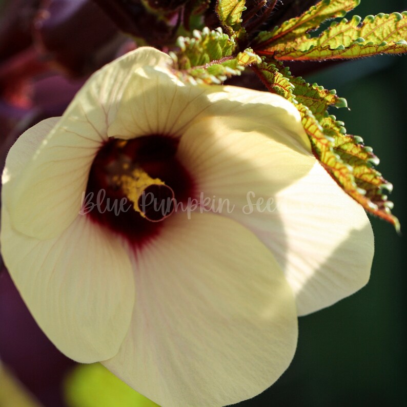 The Red Burgundy Okra Flower resembles a hibiscus.