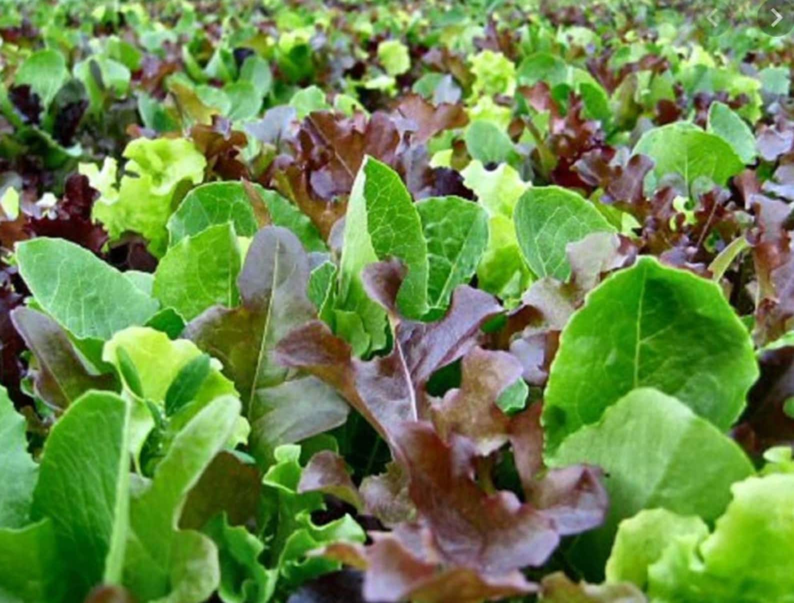 Wildfire Lettuce Seed Mix Lettuce Seed Mix Oak Leaf Etsy