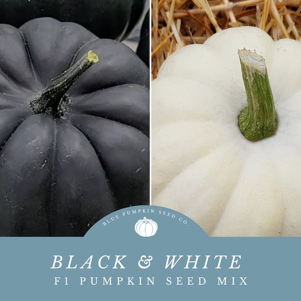 Black And White Seed Mix: Exclusive to Blue Pumpkin Seed Co - Unique Pumpkins for Halloween Decor and Fall Displays!