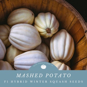 Mashed Potato squash ( F1 / c.pepo) seeds: Potato squash, mashed potato squash, white acorn squash, silky squash, hybrid squash seeds