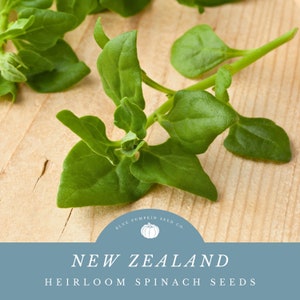 New Zealand Spinach (heirloom):Botany Bay spinach, Cook&#39;s cabbage, kōkihi, sea spinach, tetragon, spinach seeds, heirloom spinach, ice plant