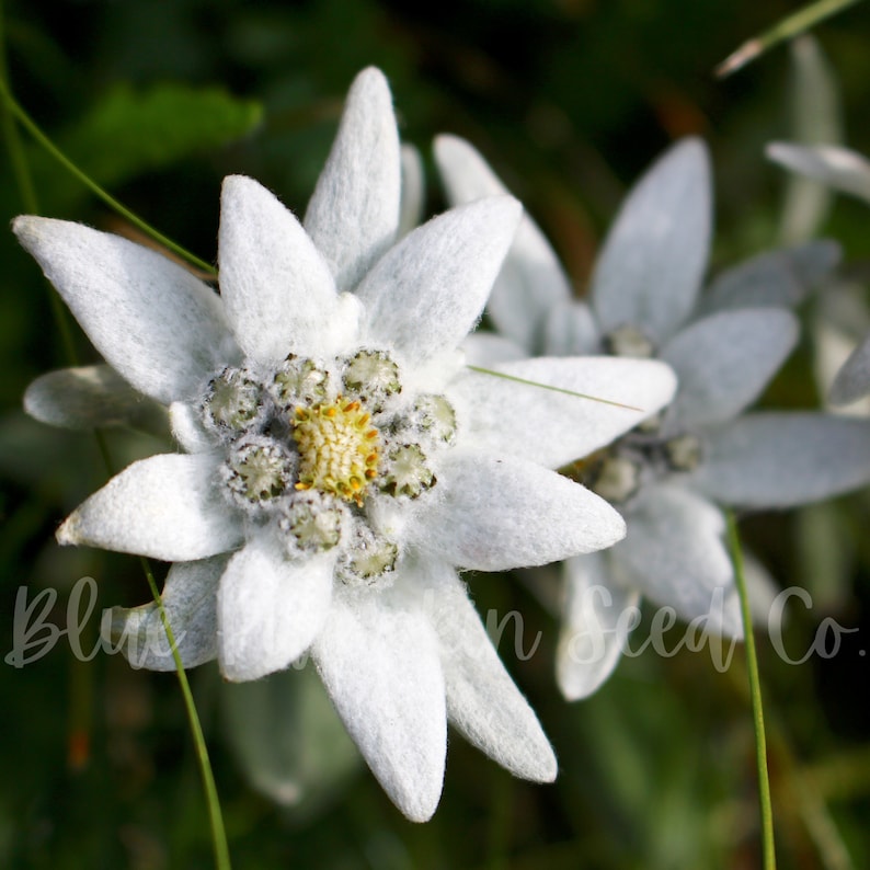 An Edelweiss flower facing towards the sun.