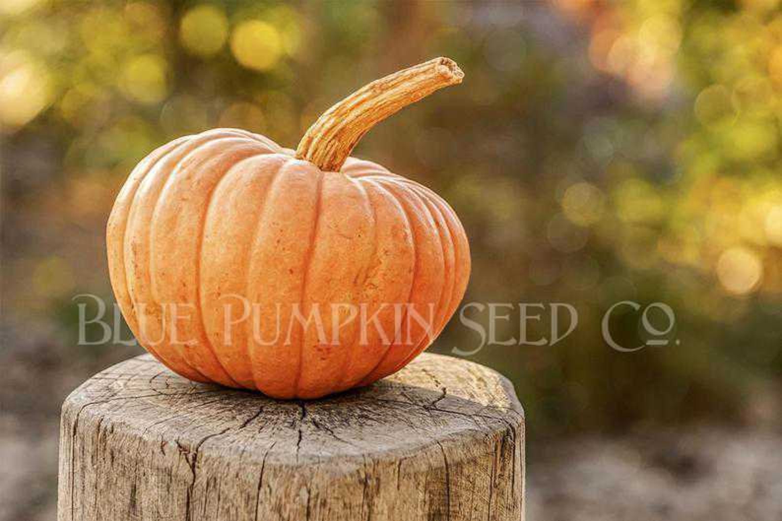 Porcelain Doll Pumpkin f1/c.spp./pm Seedspink Pumpkin Etsy