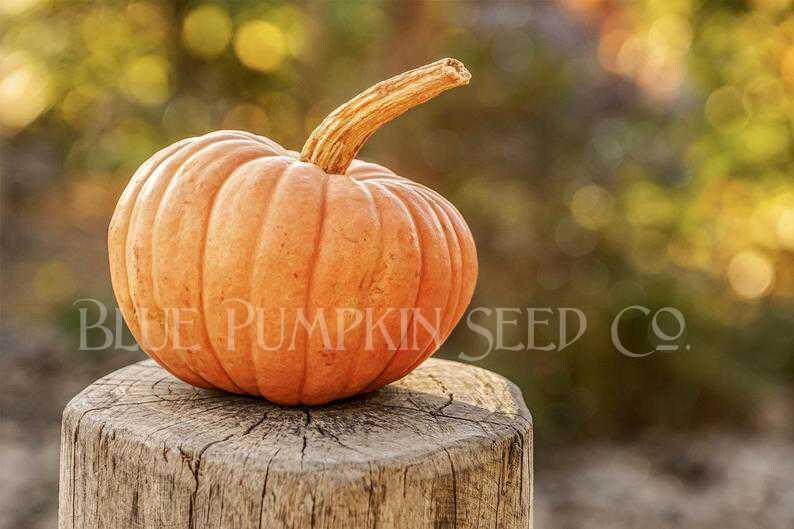 Porcelain Doll Pumpkin f1/c.spp./pm Seedspink Pumpkin Etsy UK