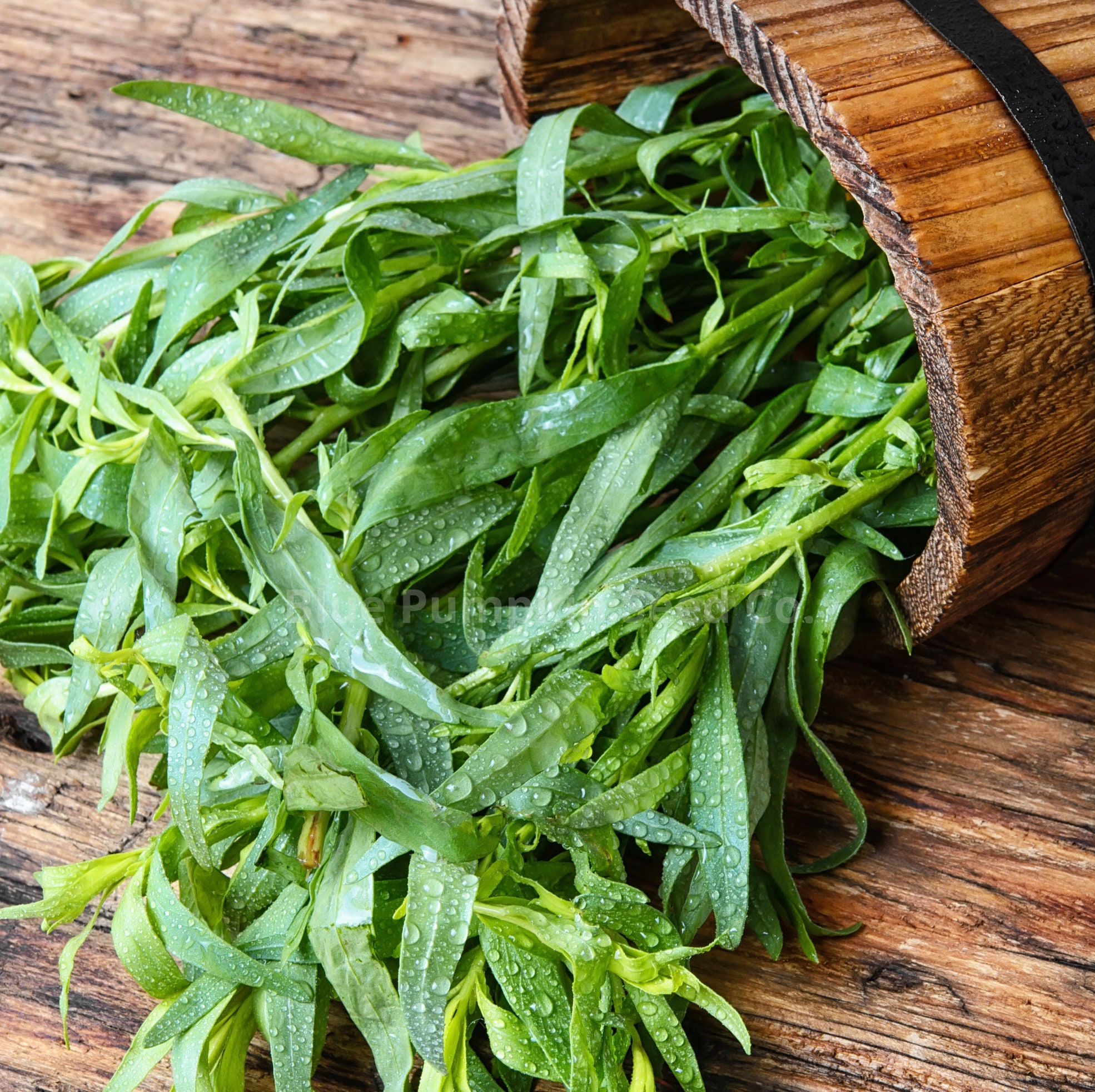 Tarragon Seeds Armoise Âcre Artemisia Glauca Dragonne Etsy