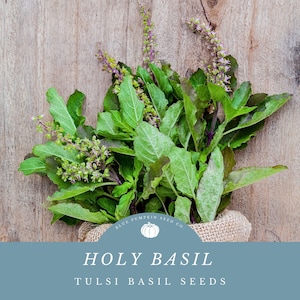 Tulsi / Holy Basil seeds: Tulsi leaf, Ocimum tenuiflorum,