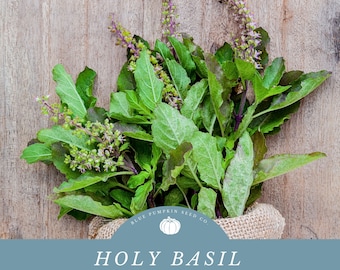 Tulsi / Holy Basil seeds: Tulsi leaf, Ocimum tenuiflorum,