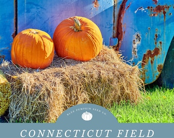 Connecticut Field Pumpkin Seeds - Grow Classic Heirloom Pumpkins - Perfect for Fall Decor and Cooking!