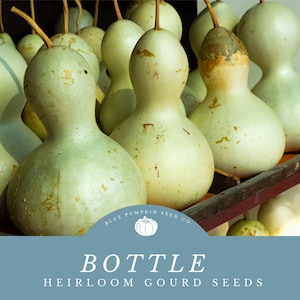 May include: A close-up of a shelf filled with light green gourds. The gourds are all different shapes and sizes, but they all have a similar texture. The gourds are arranged in a row on the shelf, and they are all facing the camera. The gourds are labeled "Bottle Heirloom Gourd Seeds" and "Blue Pumpkin Seed Co."