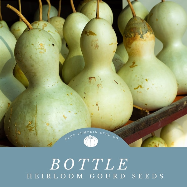 Bottle Gourd seeds: For Crafters and Gardeners - Perfect for Water Bottles and Birdhouses!