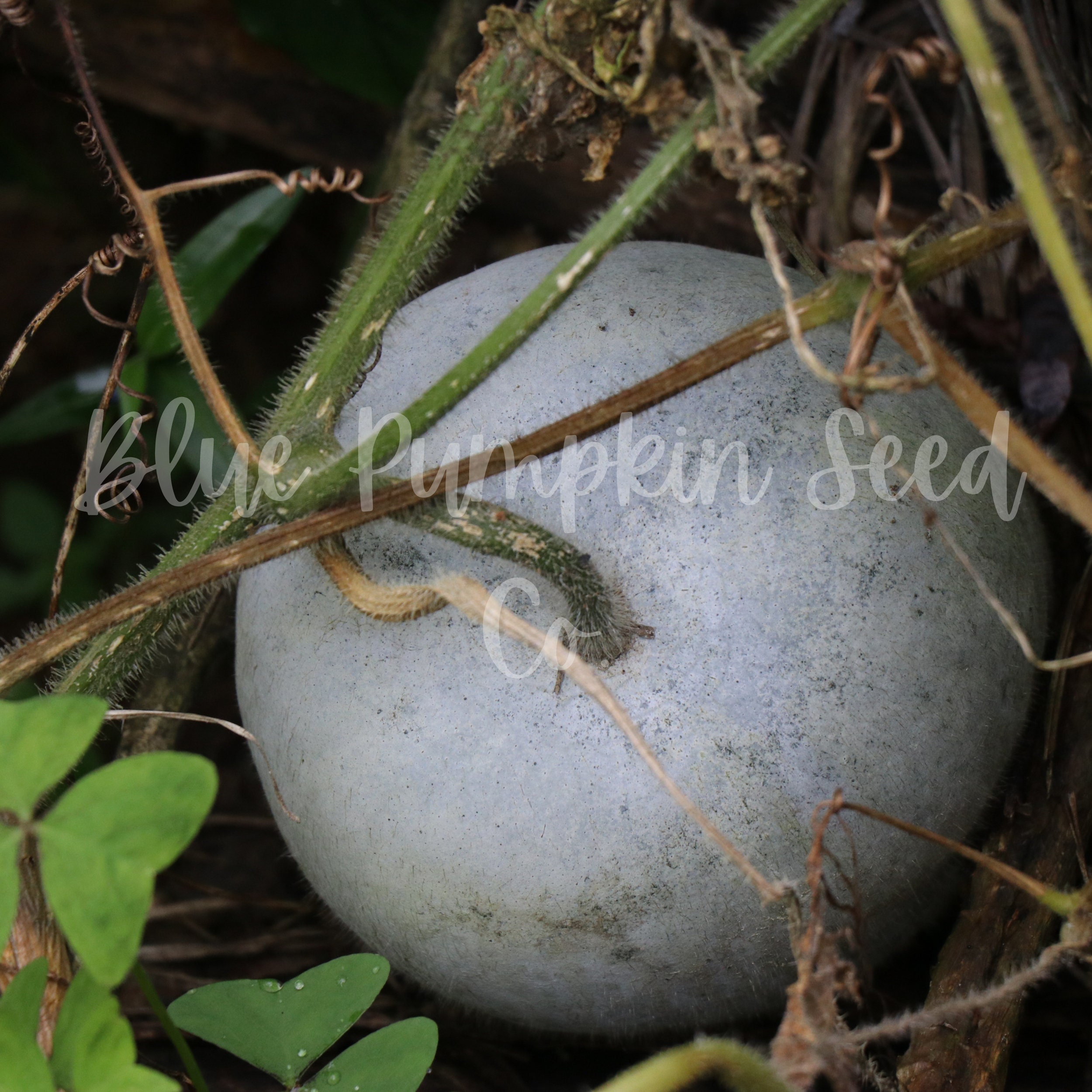 Bushel Basket Gourd Seeds lagenaria Siceraria/heirloom Etsy