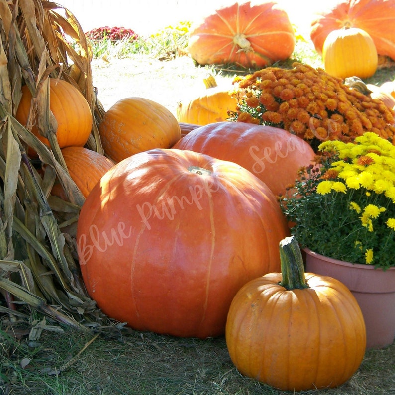 Mammoth Gold heirloom pumpkin seeds Native American squash Etsy