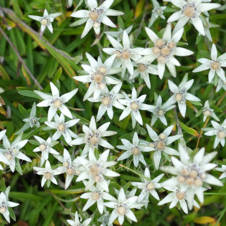 Edelweiss Flower seeds: Capture The Charm Of The Alps Grow Fuzzy White Star Shaped Flowers image 6