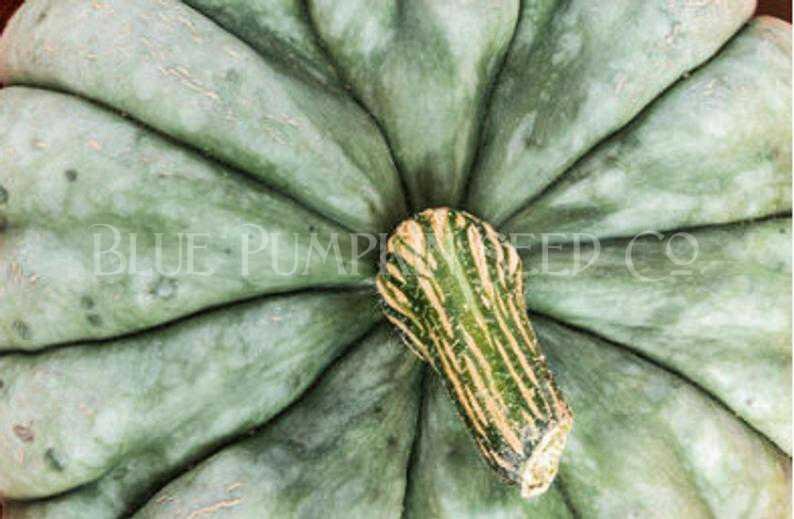 Jarrahdale Pumpkin heirloom/c.maxima Seeds Blue Bayou Etsy Canada