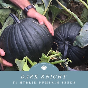 Peut inclure: Deux grosses citrouilles vert foncé avec des crêtes profondes, poussant dans un champ. Les citrouilles sont étiquetées "Dark Knight F1 Hybrid Pumpkin Seeds" avec un logo pour Blue Pumpkin Seed Co.