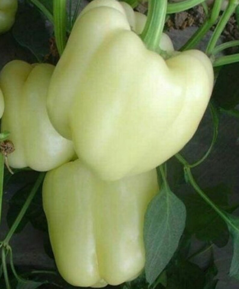 Three white bell peppers.